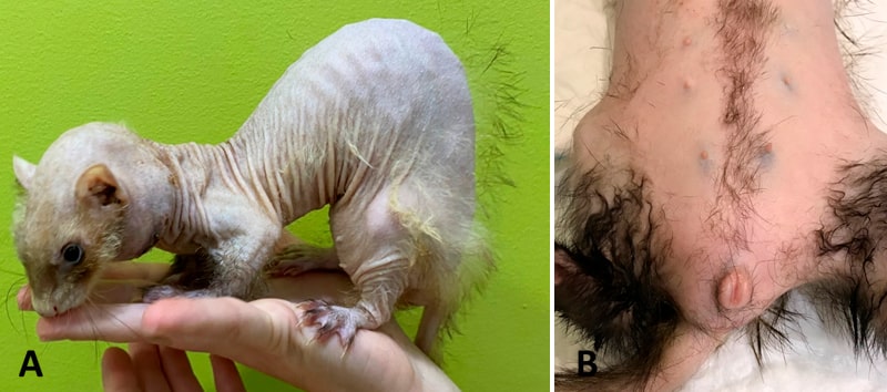 Medicina preventiva en el hurón 5