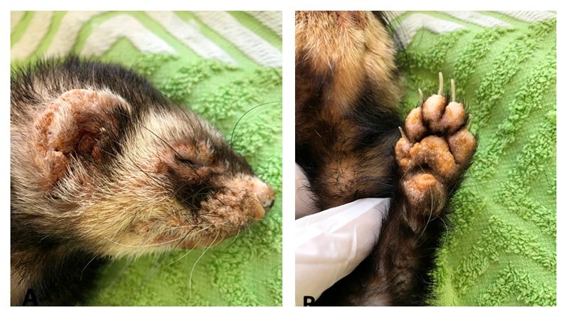 Medicina preventiva en el hurón 1