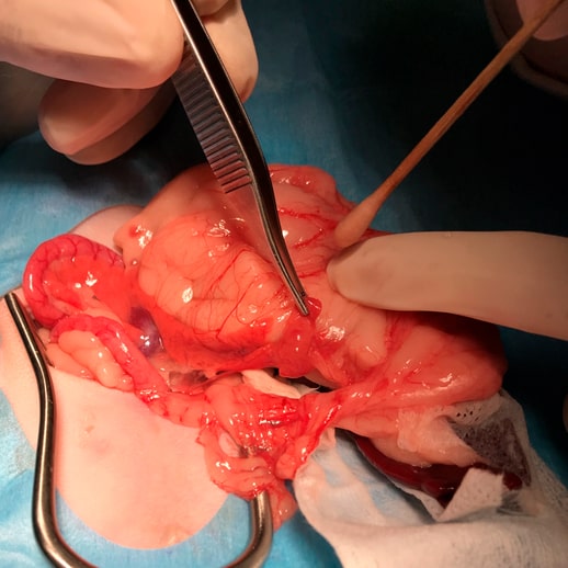 Medicina preventiva en el hurón 6