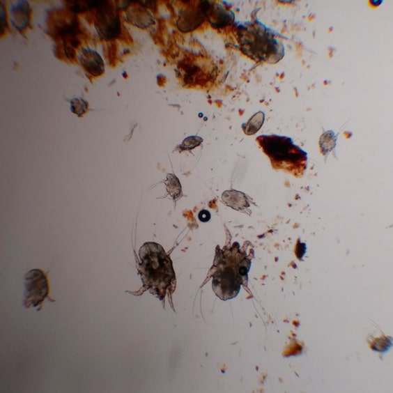 Medicina preventiva en el hurón 3