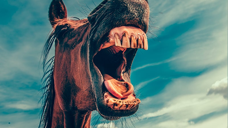 Caballo grita de miedo