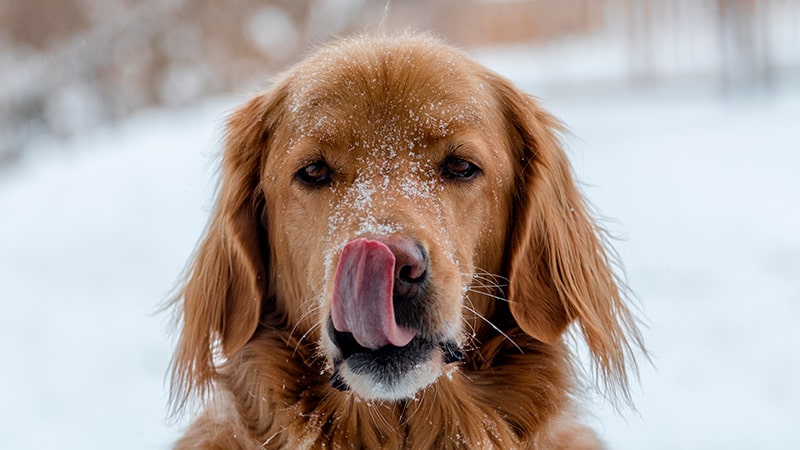 Cómo entrenar a un perro para que deje de lamer 1 Perro lamiéndose el hocico