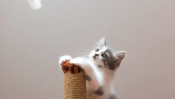 Gato con un rascador