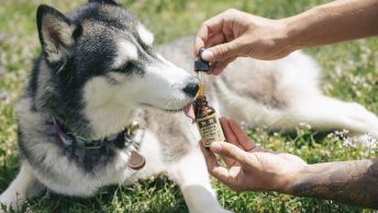 Perro tomando esencias florales