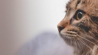 Pasos para adopción gato