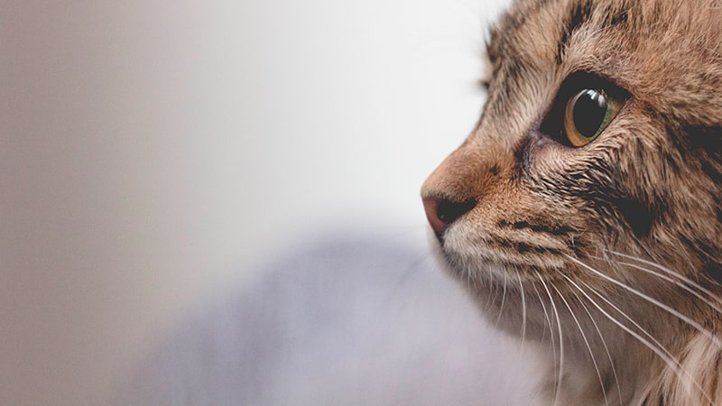 Pasos para adopción gato