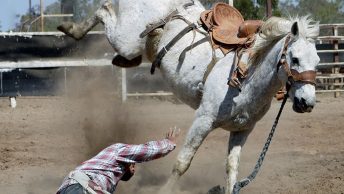 Caballo agresivo