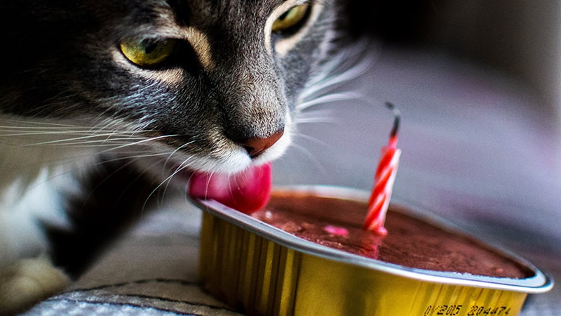 Gato come una lata de comida