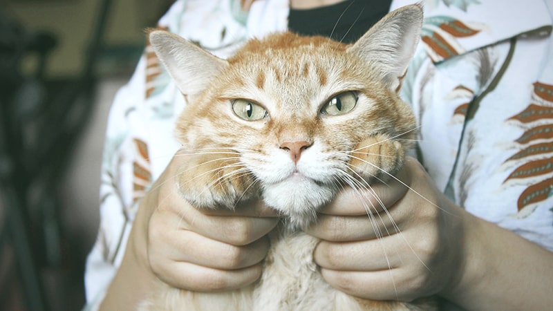 Educador felino agarra un gato