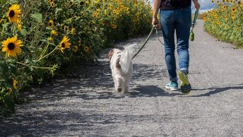 Perro pasea con su dueño