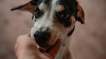 Perro lamiendo mano comprador