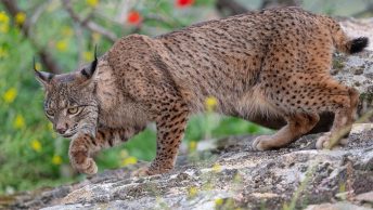 Bienestar animal salvajes
