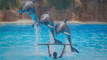 Espectáculo acuático con delfines