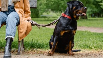 Rottweiler con su dueño