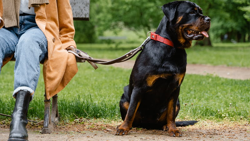 Rottweiler con su dueño