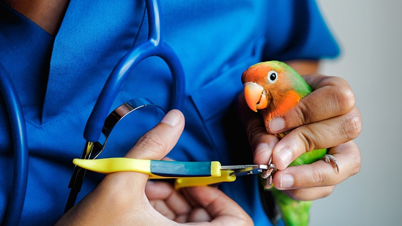 Pájaro exótico en consulta veterinaria