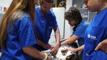 Alumnos de CIM de prácticas en la clínica veterinaria