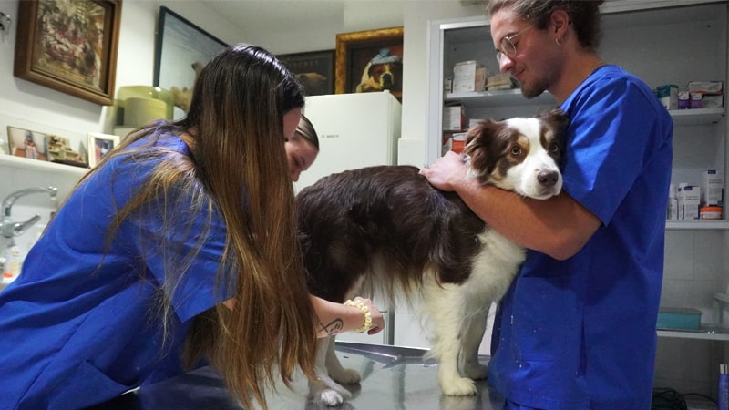 Quique, destinado a trabajar con animales 1