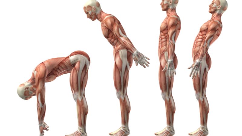 Introducción a las cadenas musculares 1