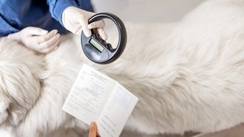Microchip para perros
