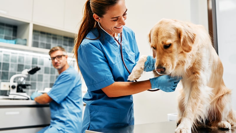 Terminología veterinaria