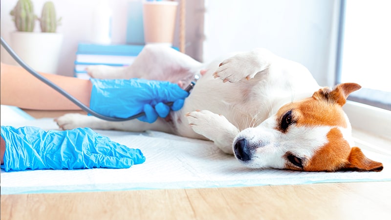 Perra con embarazo psicológico