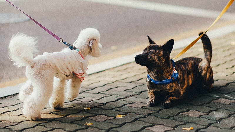 Dos perros de paseo