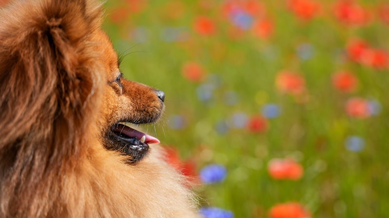 Tipos de pelaje en perros y sus cuidados específicos 1 El pelaje del perro