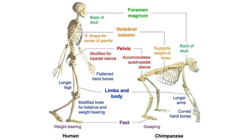 La bipedestación duele 1