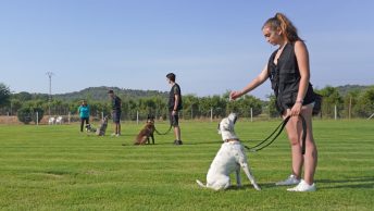 Vínculo animal en el adiestramiento