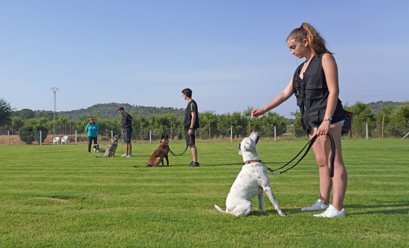 Vínculo animal en el adiestramiento