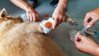 Primeros auxilios para mascotas