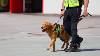 Perro de rescate