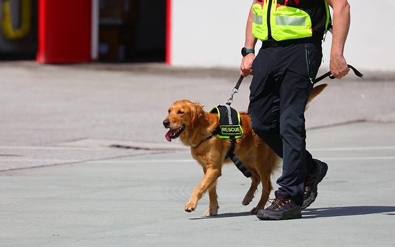 Adiestramiento de perros de rescate: habilidades esenciales 1 Perro de rescate