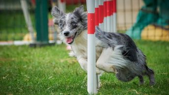 Cómo preparar a tu perro para competiciones de obediencia 3 Competición de obediencia