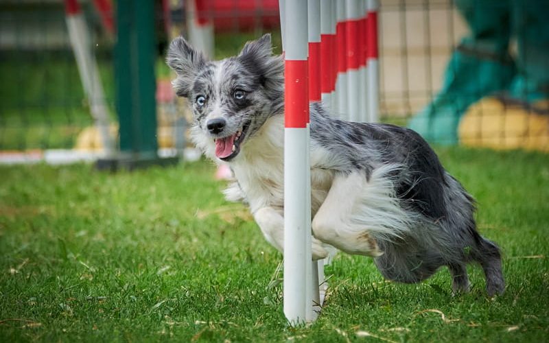 Cómo preparar a tu perro para competiciones de obediencia 1 Competición de obediencia