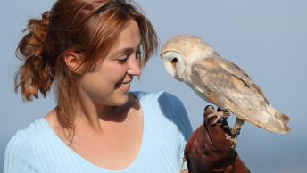 ¿Qué hace un técnico en recuperación de fauna? 2 Recuperación de fauna