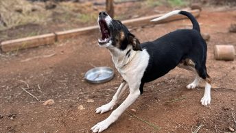 Cómo prevenir enfermedades exóticas en animales domésticos 2 Perro enfermedades exóticas