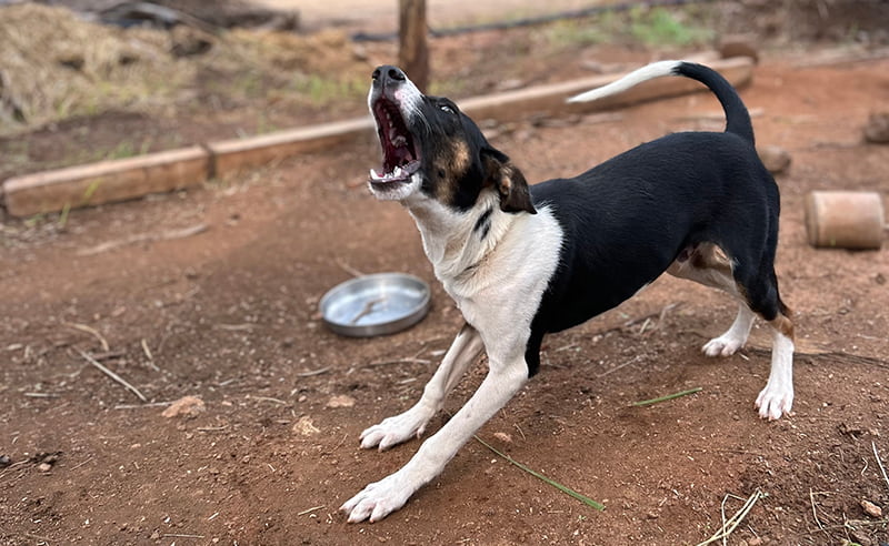 Perro enfermedades exóticas