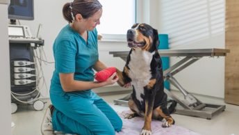 Veterinarios solidarios