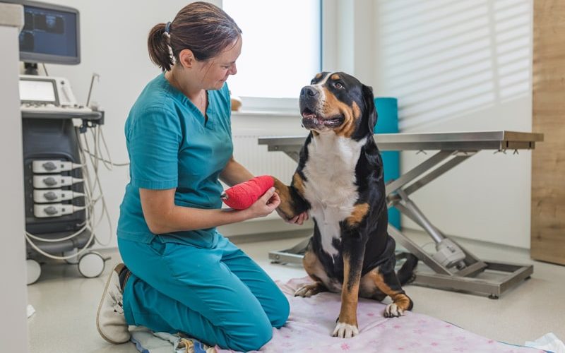 Veterinarios solidarios