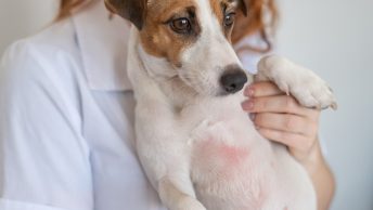 Dermatitis en animales domésticos