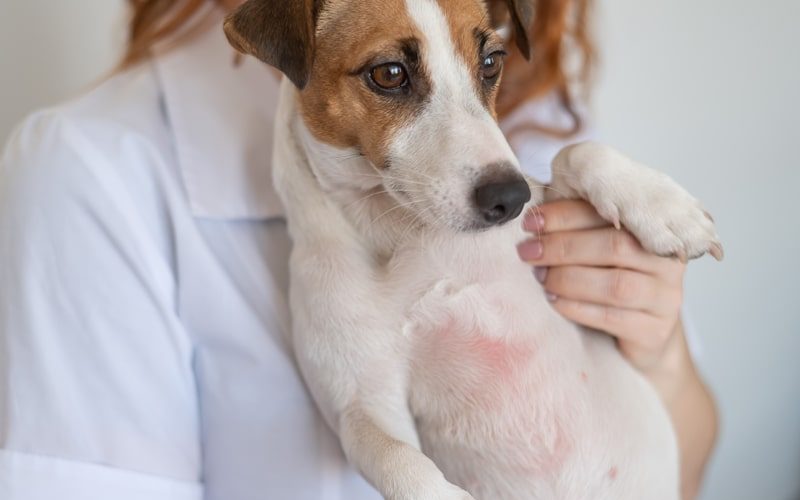Tratamientos eficaces para la dermatitis en animales domésticos 1 Dermatitis en animales domésticos