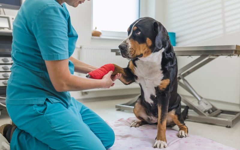 Cuidados paliativos en veterinaria: mejorar la calidad de vida en etapas terminales 1 Cuidados paliativos