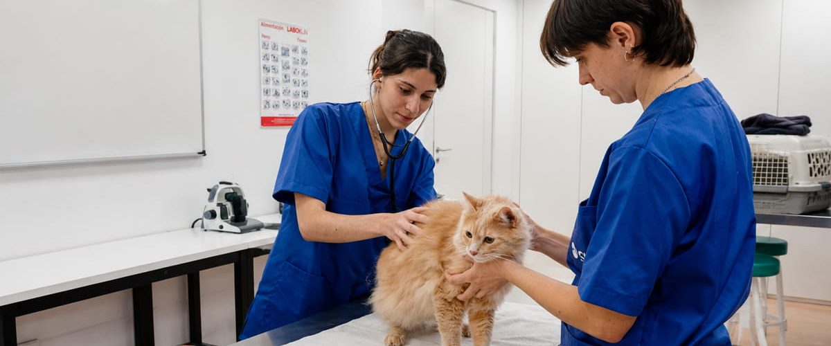 Todo lo que debes saber sobre el nuevo Certificado profesional para ATVs 1 Auxiliares veterinarios atendiendo un gato