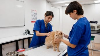 Auxiliares veterinarios atendiendo un gato