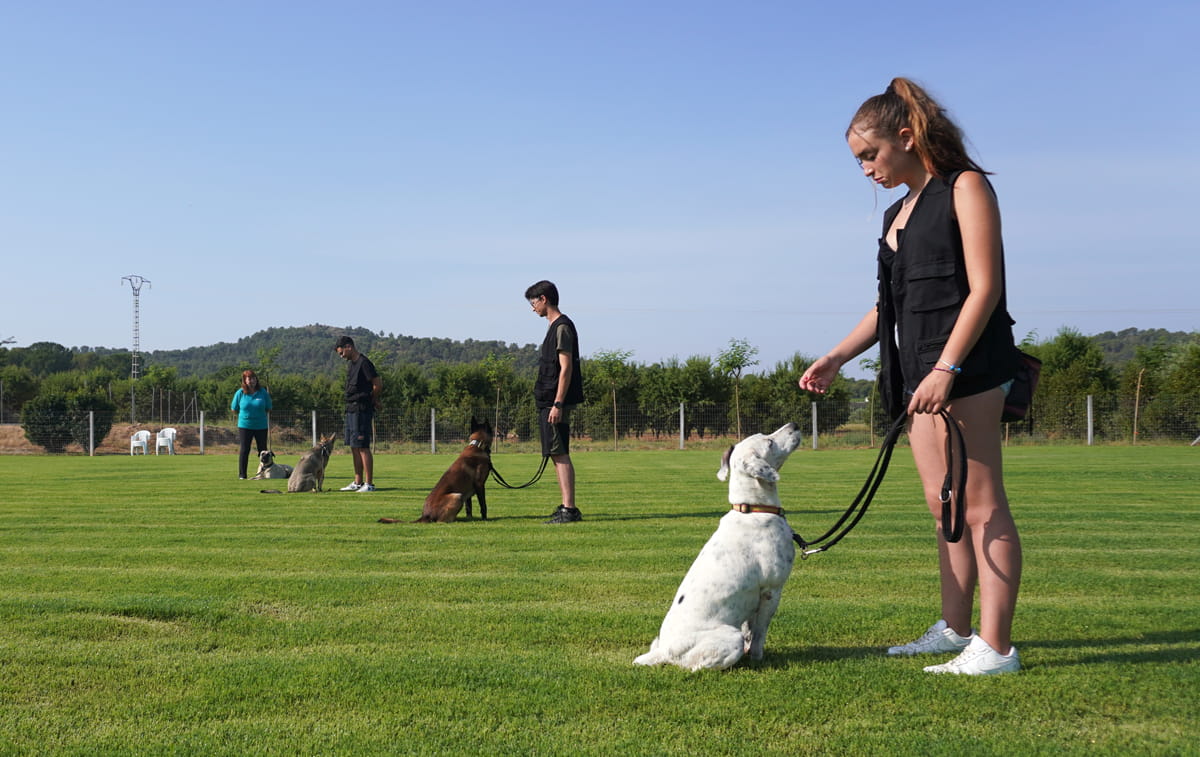 Adiestramiento canino