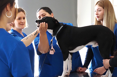 Clase auxiliar veterinario