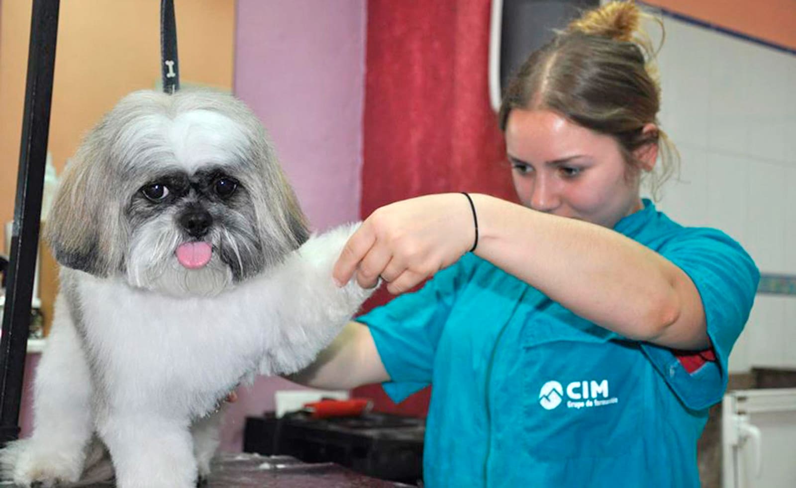 Peluqueria canina