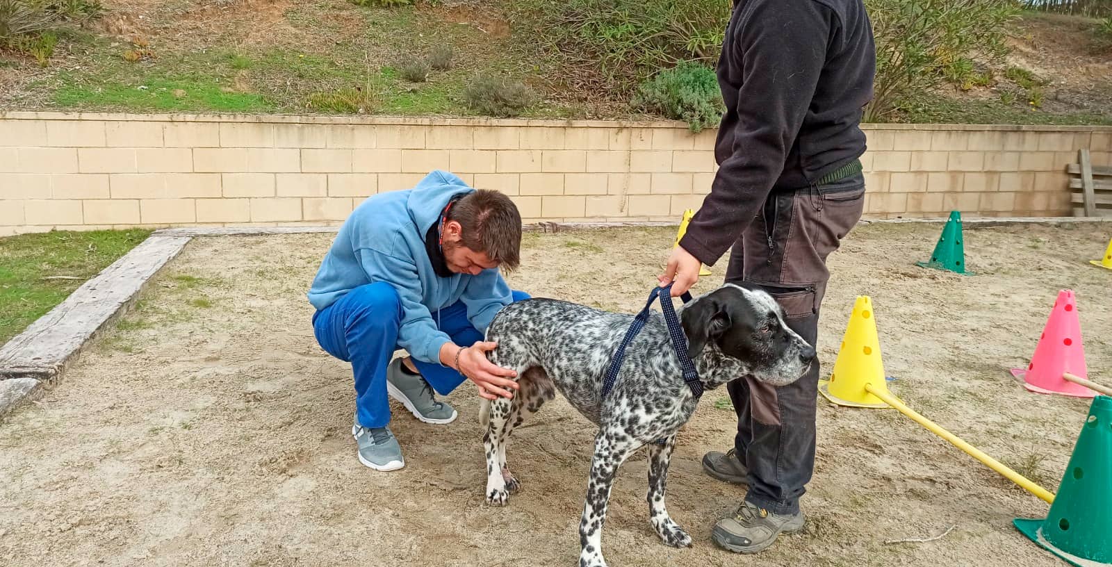 Rehabilitacion veterinaria 2